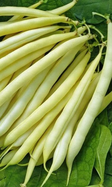 Фото для Фасоль овощная "Сакса золотая" 5 гр, белый пакет