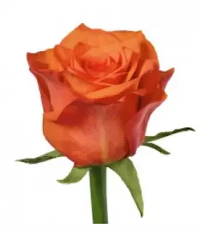 Цветы оранжевой розы олицетворяют собой пленительную, но недолговечную красоту.