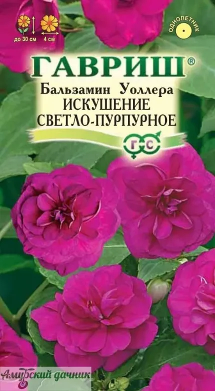 Фото для ЦВЦ Бальзамин Уоллера Искушение Светло-Пурпурное F1 4с." Г"/20
