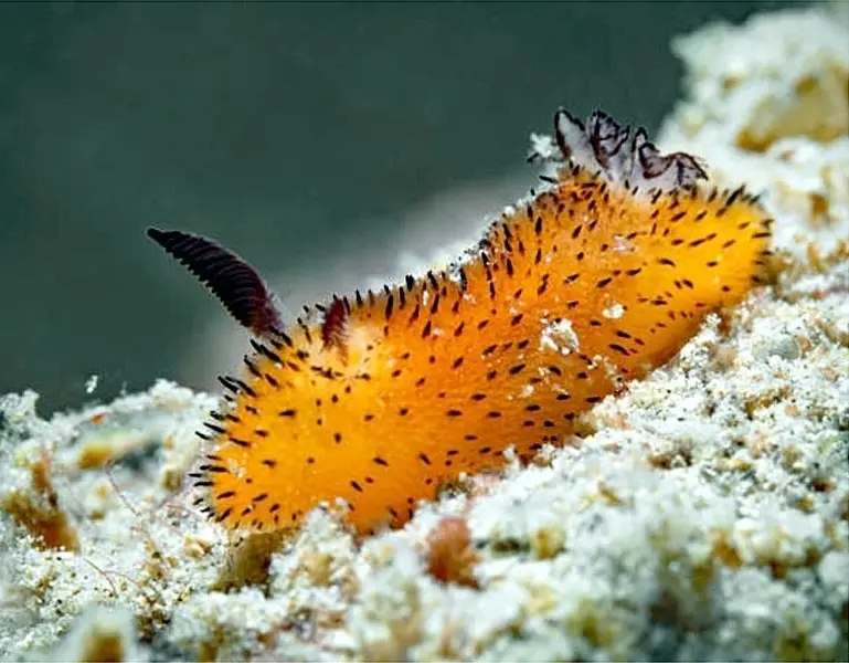 Заяц морской (голожаберные молюски)