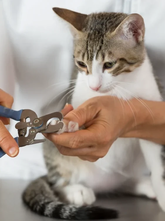 Стрижка когтей у собак и кошек