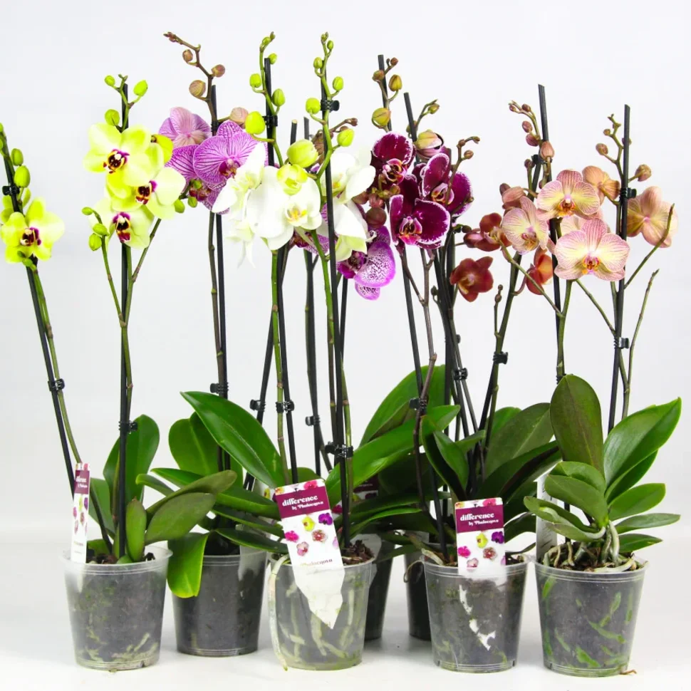 Орхидея Фаленопсис (Phalaenopsis) mix 12/65