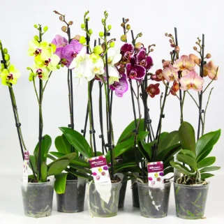 Фото для Орхидея Фаленопсис (Phalaenopsis) mix 12/65