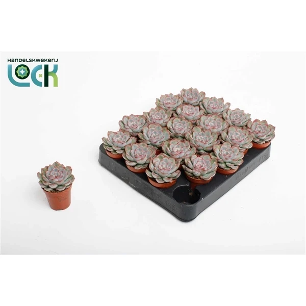 Фото для Эхеверия Пелисуда (Echeveria Pelisuda) 5,5/10