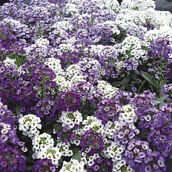 Цветы Алиссум Биг Джем ароматная смесь (30шт)