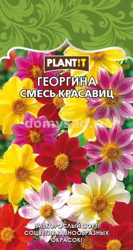 Фото для Георгина Смесь Красавиц - мигнон (низкорозлая, до 45см.) 0,2гр. (PLANT!T) Ц