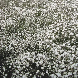 Цветы Гипсофила Снежинка многолетняя (0,2г)