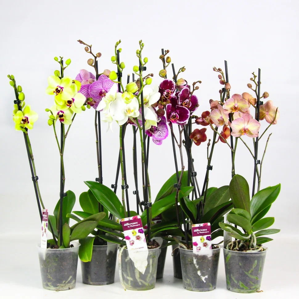 Орхидея Фаленопсис (Phalaenopsis) mix 12/65