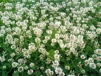 Фото для Газон Жемчужная россыпь (газон для ленивых) 30г