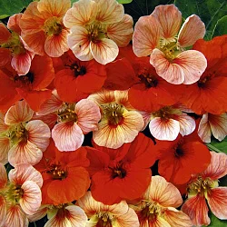 Цветы Настурция Медовый месяц ТФ смесь (СР) (15шт)