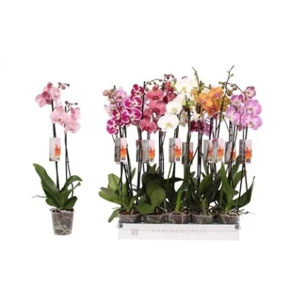 Фото для Орхидея Фаленопсис 2 стебеля (Phalaenopsis 2st) mix 12/70