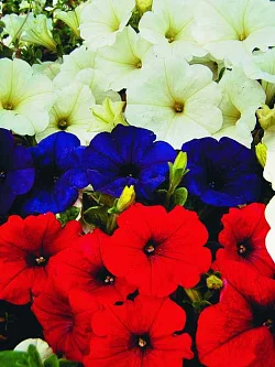 Цветы Петуния одората F1 "Триколор" смесь (6шт)